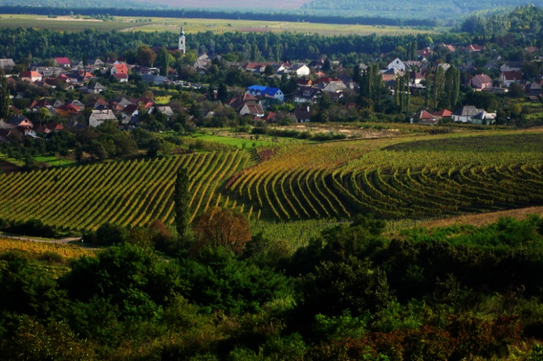 abasar-olaszrizling-dulo